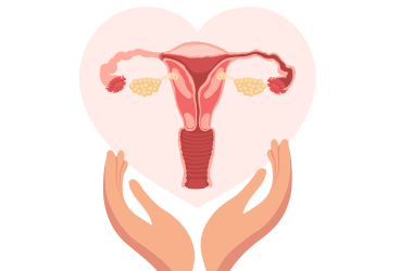 Menstruační cyklus - základní popis